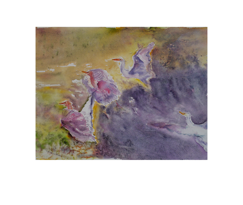 cattle egrets: wings at dusk, 10.5 x 13.5 Inches (unframed), 2026